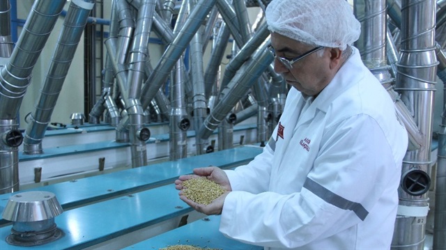 Türkiye makarnalık durum buğdayı üretiminde dünyanın dördüncü büyük ülkesi.