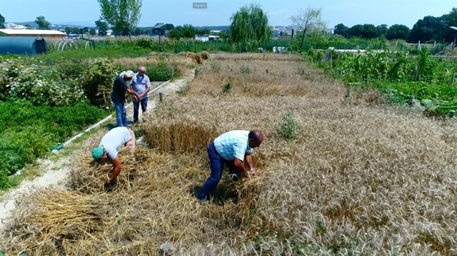 10 çeşit buğday ile yapılan denemelerin ilk aşaması başarı ile sonuçlandı.