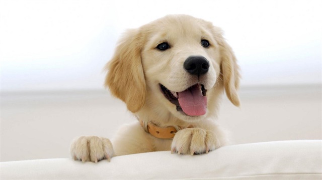 insanların en iyi dostu köpekler, "Williams-Beuren Sendromu" diye bilinen ve insanlarda görülen bir tür kromozom değişikliğine sahip olabilir.