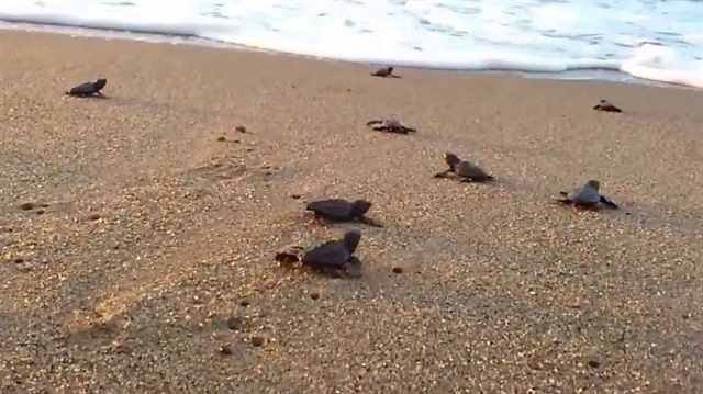 صغار السلاحف تخرج إلى الحياة على شواطئ تركيا