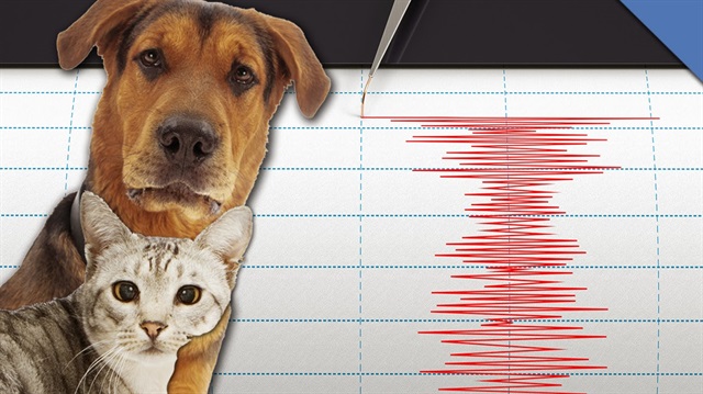 Hayvanlar depremi hissedebilir mi?