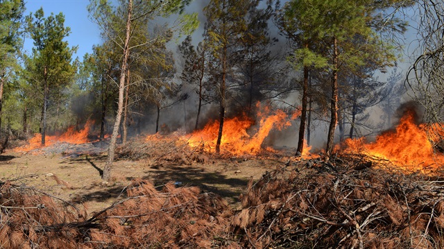 Çanakkale'de orman yangını büyümeden söndürüldü