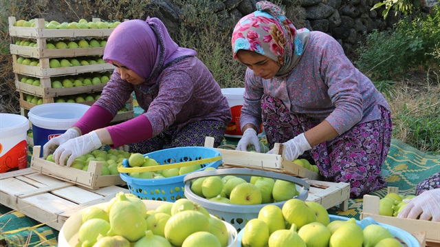 Günlük 60 lira yevmiyeyle çalışan kadınlar, günün ilk ışıklarıyla ağaçlara çıkarak incir topluyor.

