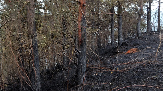 Trabzon Yerel Haber: ​Akçaabat ilçesinde çıkan yangında yaklaşık 5 dönümlük alan zarar gördü.