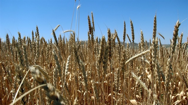 Geçen yıl Türkiye'de 3 milyon 620 bin ton makarnalık, 16 milyon 980 bin ton da ekmeklik buğday üretildi