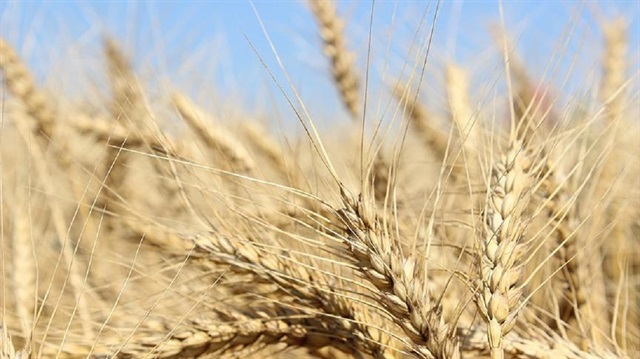 ​Milli buğdaya 4 yeni çeşit ekleniyor.