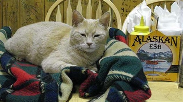 ABD’nin Alaska eyaletinde bulunan Talkeetna kasabasının ‘belediye başkanı’ olarak ünlenen kedi Stubbs, 20 yaşında öldü.