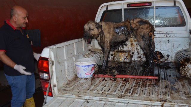 İtfaiye ekipleri, gövdesinin bir bölümü petrole bulunan köpeği ip bağlayarak çıkardı.