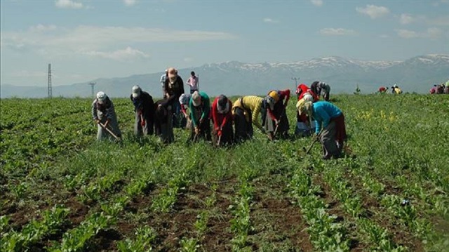 Düzce'de mevsimlik tarım işçilerinin yevmiyeleri belirlendi!