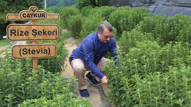 ÇAYKUR'da bu yılın ilk 'stevia' hasadı yapıldı.
