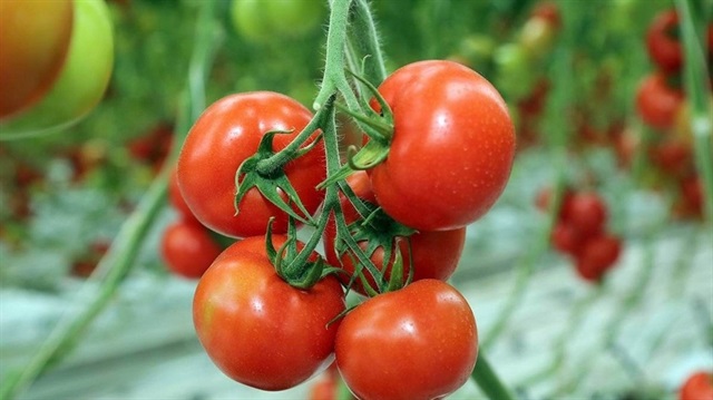 Rusya, Türkiye'ye yönelik domates yasağının kaldırılmasına ilişkin görüşme için tarih verdi.