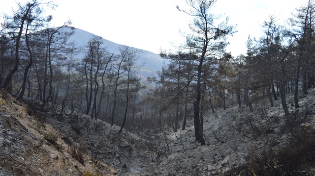 Hatay'daki orman yangınında son durum