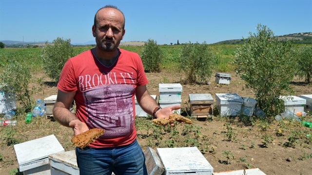 Manisa'da esrarengiz olay: 3 milyon arı telef oldu