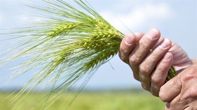 Çiftçilere "Toprağını seven sertifikalı tohumluk kullansın" uyarısı geldi