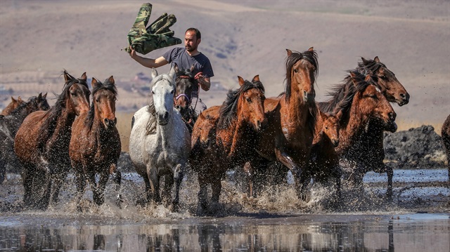 Fotoğrafta Erciyes'in eteklerinde Yılkı Atları'nı süren 'kovboy' görülüyor.
