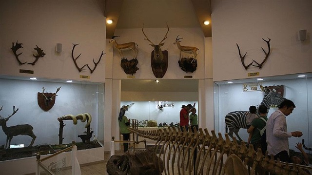 23 Nisan'da kapılarını ziyaretçilere açan müzede, doğada ve hayvanat bahçelerinde fizyolojik ömürlerini tamamlamış olan hayvanlar, uzmanlar tarafından tahnit edilerek sergileniyor.
