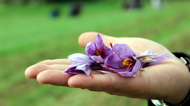 Safran günümüzün en pahalı baharatlarından biridir. Crocus sativus bitkisinden elde edilir ve 150'den fazla bilinen uçucu bileşikler içerir.