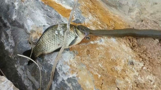 Yılanın balığı yemeğe çalışması görüntülendi. 