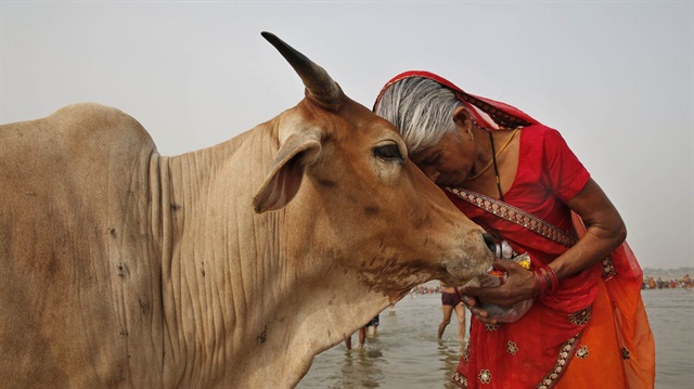 Tüm canlılara özel bir değer atfedilen Hindistan'da inekler kutsal sayılıyor. 