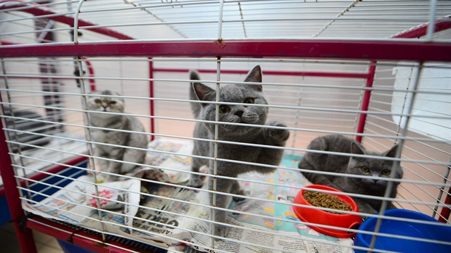 2 aylık olduğu tahmin edilen kedilerden 7'si havasızlık nedeniyle telef oldu.