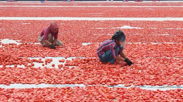 Torbalı Ovası’nda üretilen domateslerin bir kısmı sofralık, bir kısmı da salçalık olarak kullanılırken, yüzde 40’lık kısmı da kurutuluyor. 