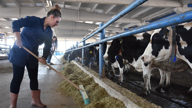 Diyarbakırlı Mustafa Fidan, Eğil ilçesinde devlet desteğiyle kurduğu çiftlikte günde 5 bin litre süt üretimi yapıyor.

