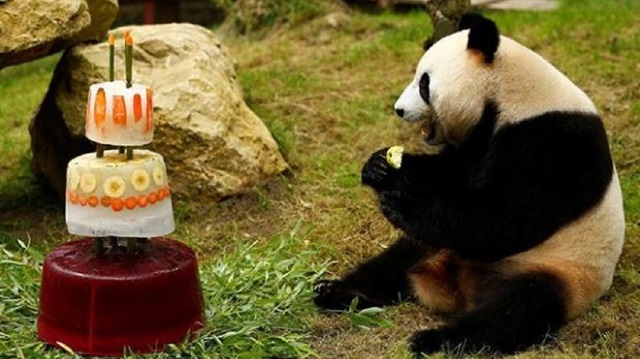 Pandaya meyvelerden ve buzdan oluşan bir pasta hazırlandı.