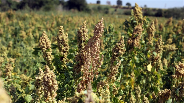 Türkiye genelinde 79 ilde 20 bin dekar alanda yetiştirilmeye başlanan kinoa, Trakya Bölgesi'nde de ayçiçeği ile buğdaya alternatif bir ürün olarak görülüyor.