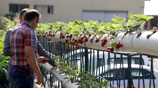 Çilek üretiminde yeni boyut