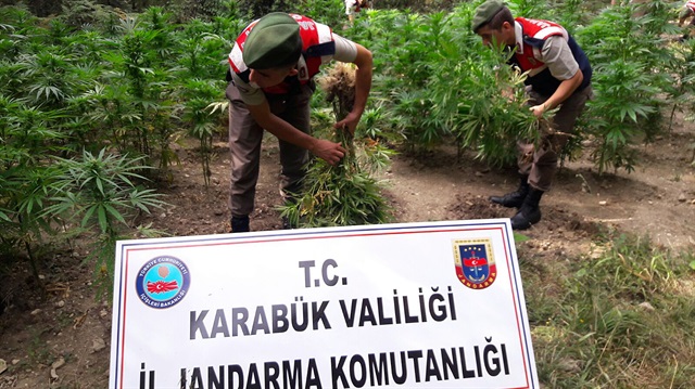 Jandarma ekipleri, uyuşturucu maddelerini imha etmek için topladı.