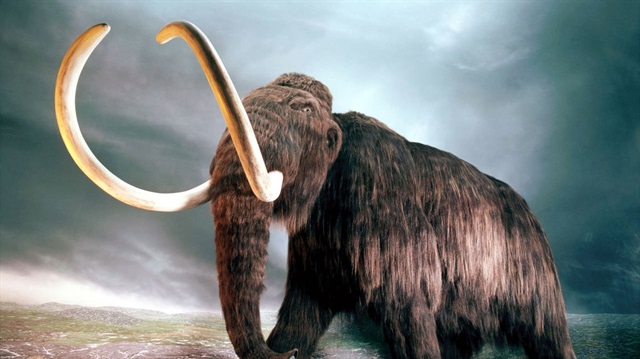 İlk bulgular bölgede binlerce yünlü mamut kemiği olduğu yönünde.