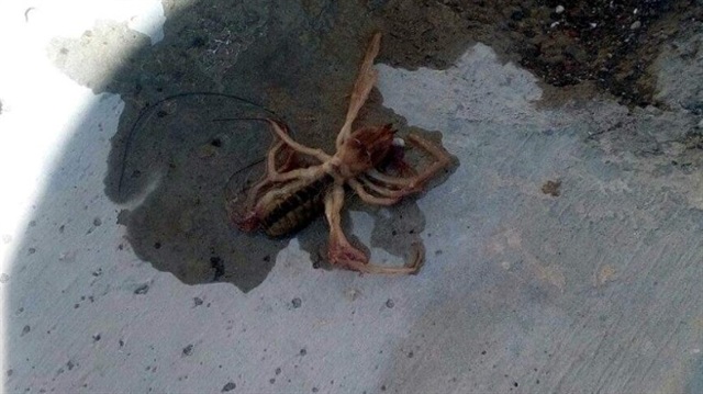 Et yiyen örümcek Kayseri’de görüldü...