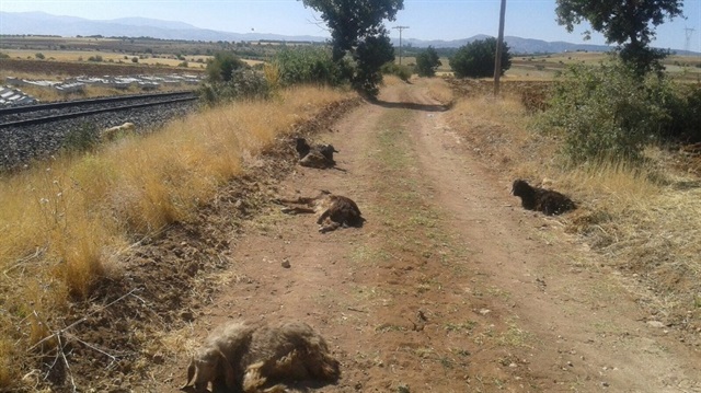 Elazığ’da trenin çarptığı 90 keçi telef oldu