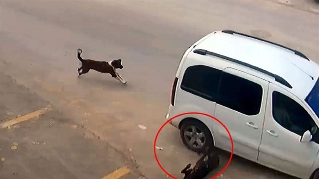 Antalya'da köpeği otomobille çarparak öldürmüştü. 