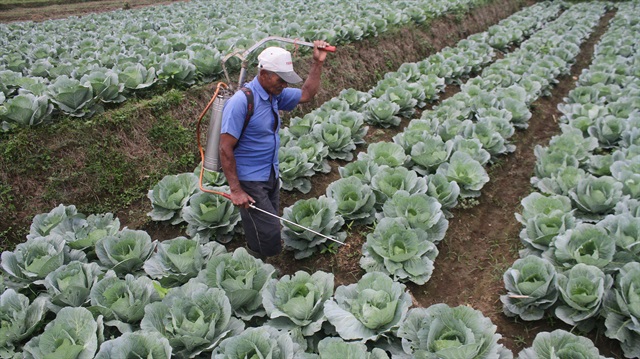 A farmer sprays pesticides over a cabbage plant
