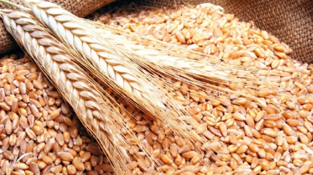 السعودية تطرح مناقصة لاستيراد 480 ألف طن من القمح