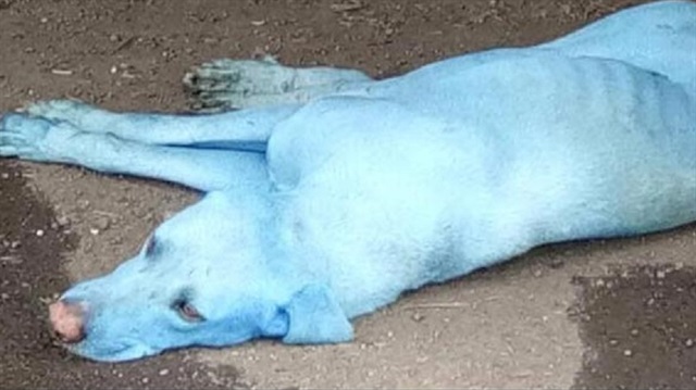 Mumbai'de sokaklarda dolaşan mavi renkli köpekler dikkati çekti.