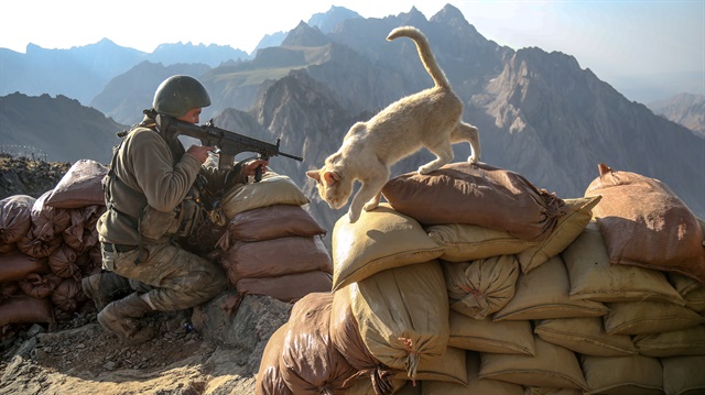 Askerlerin yanından bir an olsun ayrılmayan kediler, nöbet noktalarını tek tek geziyor.