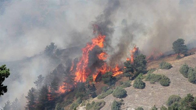 Erzurum’un Oltu ilçesinde meydana gelen orman yangınında 50 dönüm sarıçam ormanı kül oldu.
​