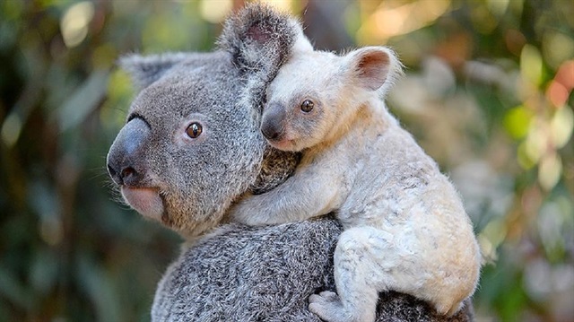 Avustralya Hayvanat Bahçesi nadir görülen beyaz koala dünyaya geldi.

