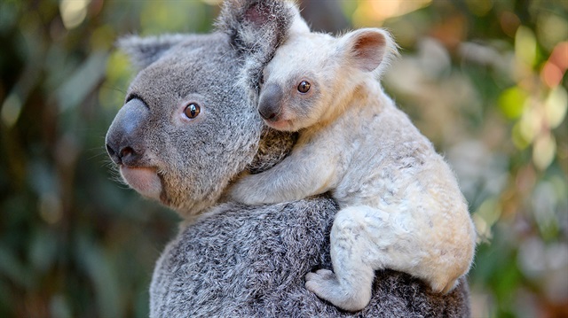 أستراليا تبحث عن اسم لـ"كوالا بيضاء" نادرة