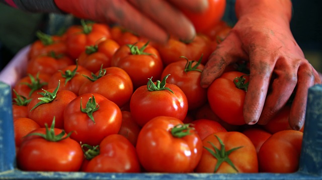 Antalya'dan yılın 7,5 ayında 46 ülkeye 88,3 milyon dolarlık domates ihracatı gerçekleştirildi.