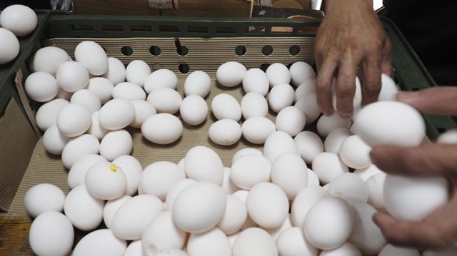 ​Tayvan’da çiftliklerde üretilen yumurtalarda çok miktarda böcek ilacına rastlandı.​