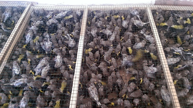 2 bin adet saka kuşu ele geçirildi. 