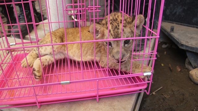 Şırnak'ın Cizre ilçesinde bir araçta aslan yavrusu bulundu.