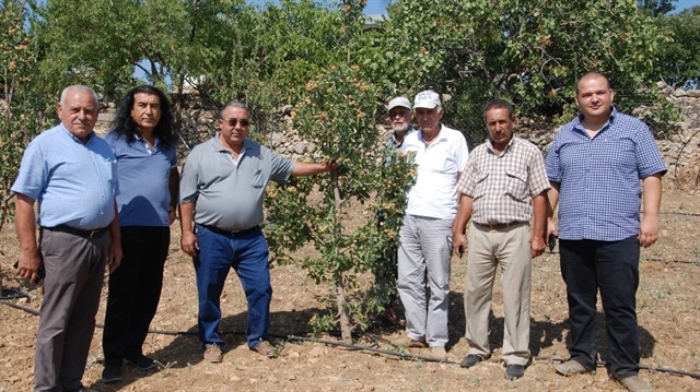 Kalp ritim bozuklukları, sinirsel kalp çarpıntıları, kalp yetmezliği, ağır enfeksiyon hastalıkları sonrasındaki kalp kasları zafiyetine iyi geliyor