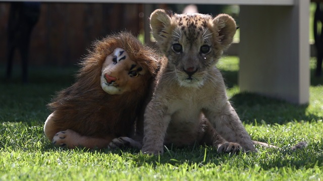 Polisin uygulaması sırasında bir araçta bulunduktan sonra Gaziantep Hayvanat Bahçesi'nde koruma altına alınan aslana "Cesur" ismi konuldu.