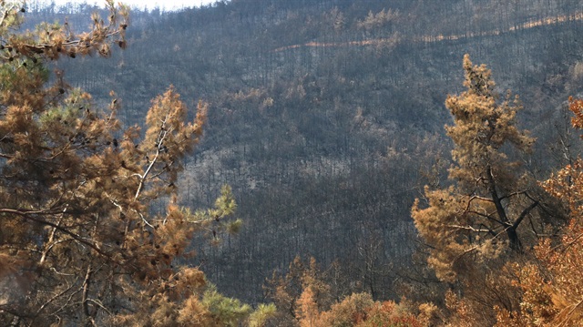 Yangında zarar gören 750 hektar ormanlık alana 1 milyon fidan dikilecek. 