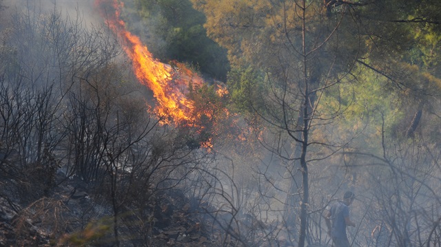 Antalya'daki orman yangınında 2 hektar alan zarar gördü.