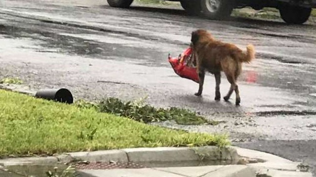 Harvey Kasırgası felaketinin "kahraman"ı, torba içindeki yiyeceğini taşıyan Otis adlı köpek oldu.